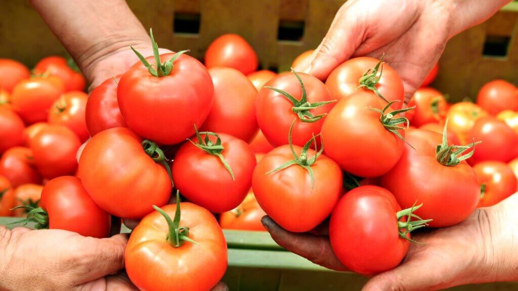 Tomatoes in a warehouse